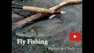 Spring Fly Fishing : Chub & Barbel | Jarné Muškárenie