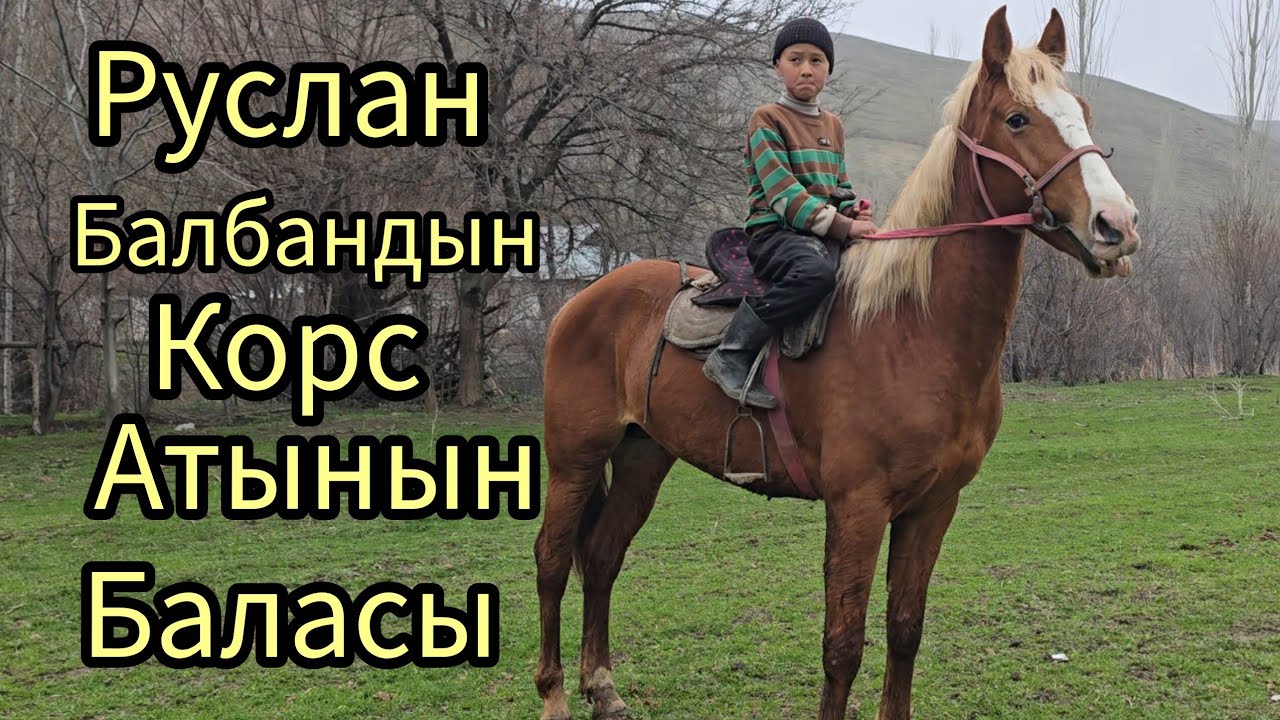 Бүгүн 7 март 2026 зор Ат чыкты сатуга #жылкыбазар #атбазар #продажалошадей #кыргызстан #узбекистан 