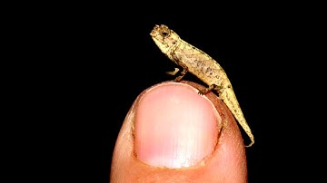 Scientists Just Discovered the World’s Smallest Reptile