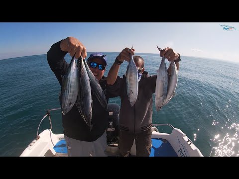 Pesca alle Palamite – Traina con il vivo e con artificiali