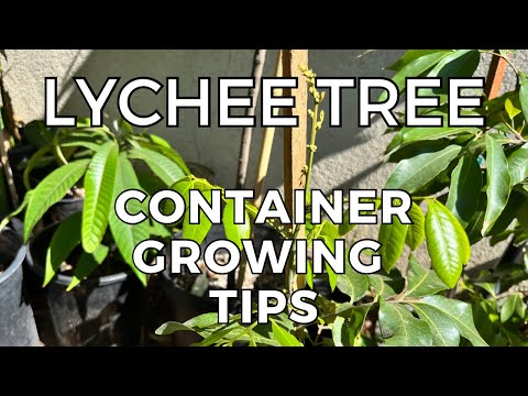 Video: Kun je lychee in potten kweken: een in een container gekweekte lychee-boom houden