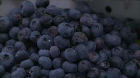 WECO, BerryTek Soft Color Sorter, Electronic Sorting of Blueberries.