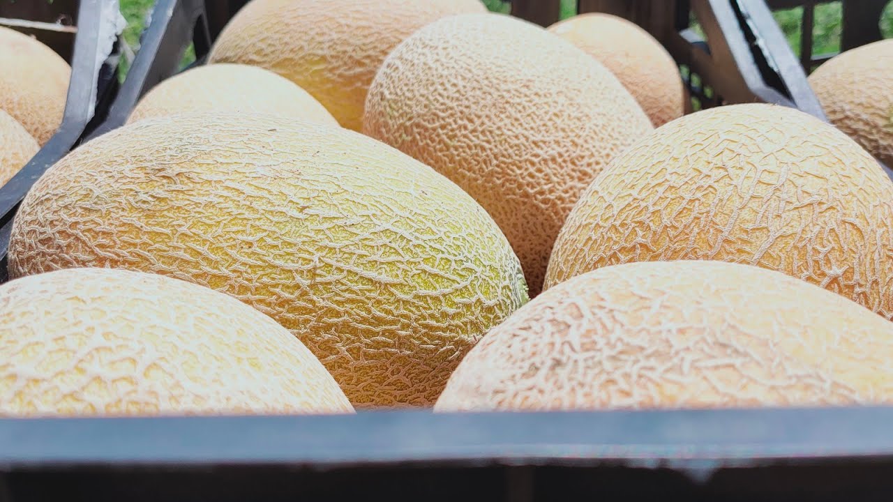 علاج الذبابه البيضاء والمن والعناكب والبياض الدقيقى واعفان الجذور فى الشمام