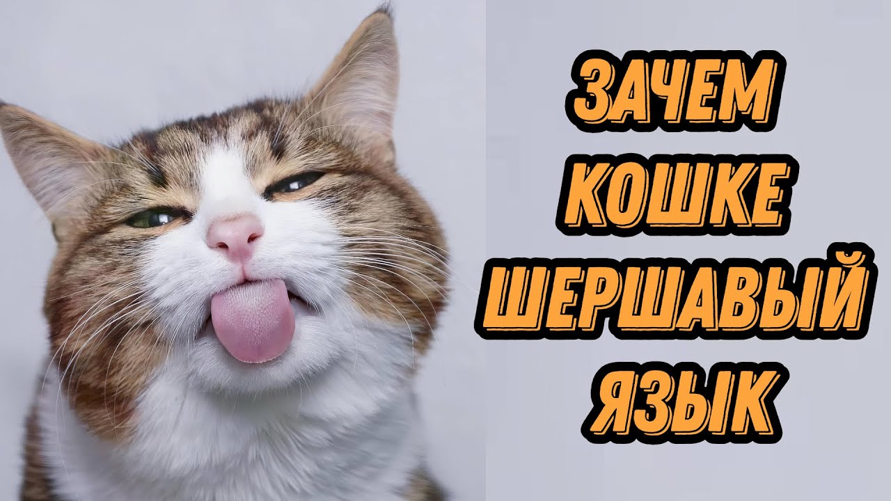 Зачем кошке шершавый язык