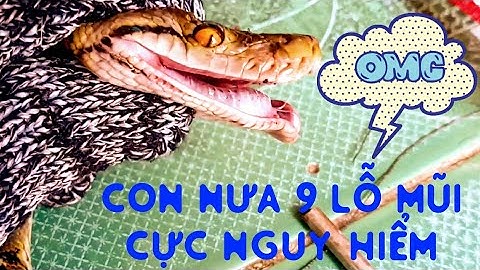 Con nưa 9 lỗ mũi và con trăn gấm cách phân biệt 🤗(tập 41)