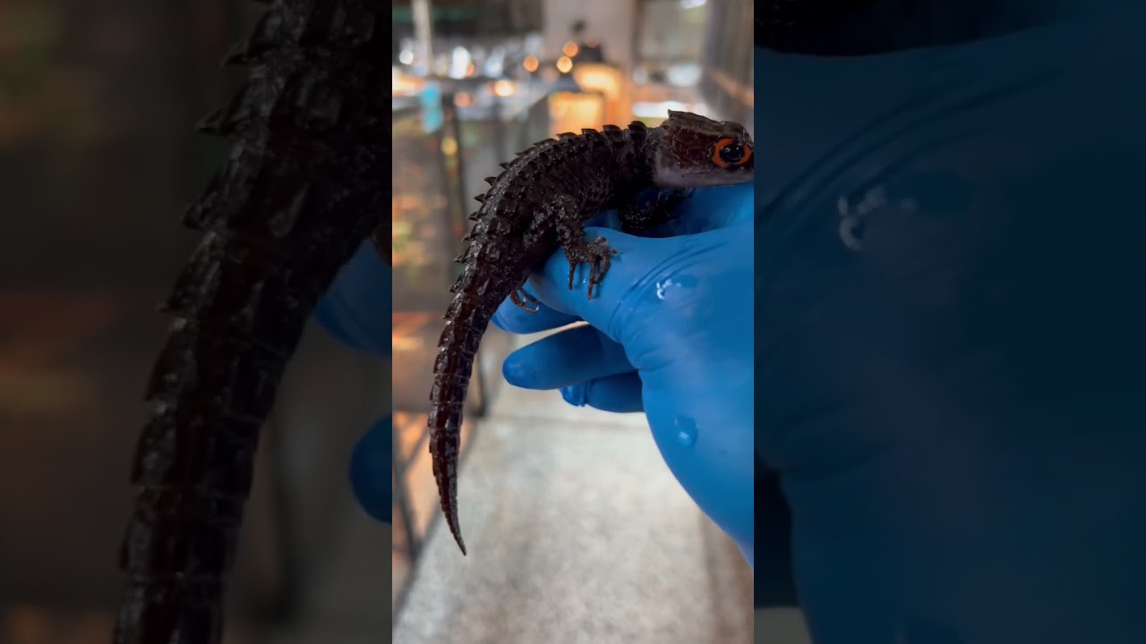 How to train a baby dragon 