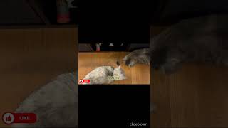 Esse parasita do Gato pode controlar mentes? #curiosidadesanimais