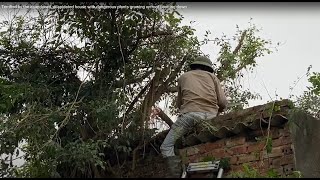 Terrified by the abandoned, dilapidated house with dangerous plants growing on roof | cutting down