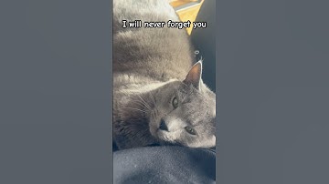 Please don’t scroll 🥺💕 #cat #cute #love #catvideos #shorts