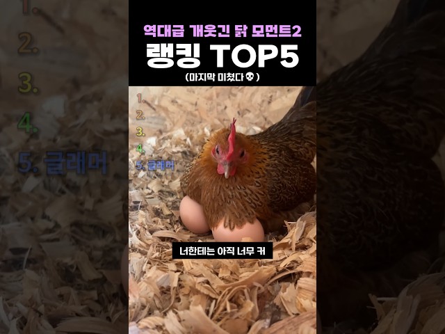 역대급 개웃긴 닭 모먼트2 랭킹 TOP5