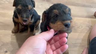 RosalieIroh 3/21/23 welsh terrier puppies 4.5 weeks old