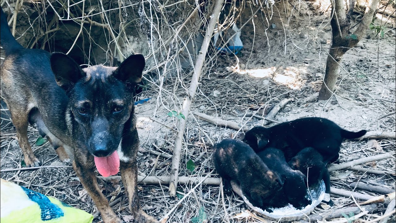 Mother dog and 2 puppies also gave birth to 7 live baby dogs in the ...