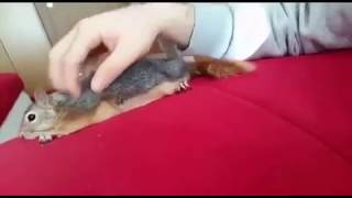 Gerçek olduğuna inanamayacağınız kadar uysal ve şirin sincap screenshot 1