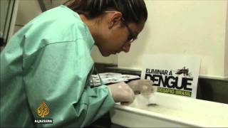 Brazil launches new fight against dengue fever