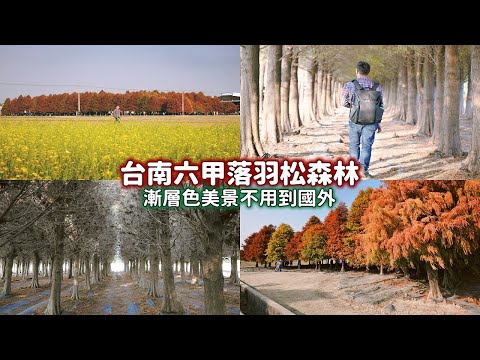 台南六甲菁埔埤羽松就在林鳳營車站附近走路20分鐘即可到達，沒車也可以來到這佔地廣闊的漸層色森林