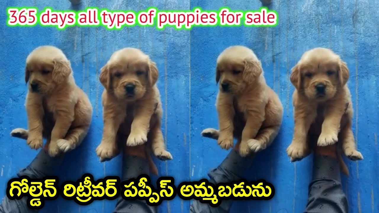 top quality golden retriever puppies for sale in telugu/ 87906 64111