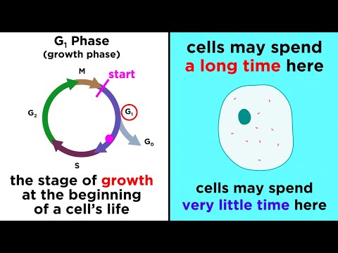 Video: Hvad er cellecyklusprogression?
