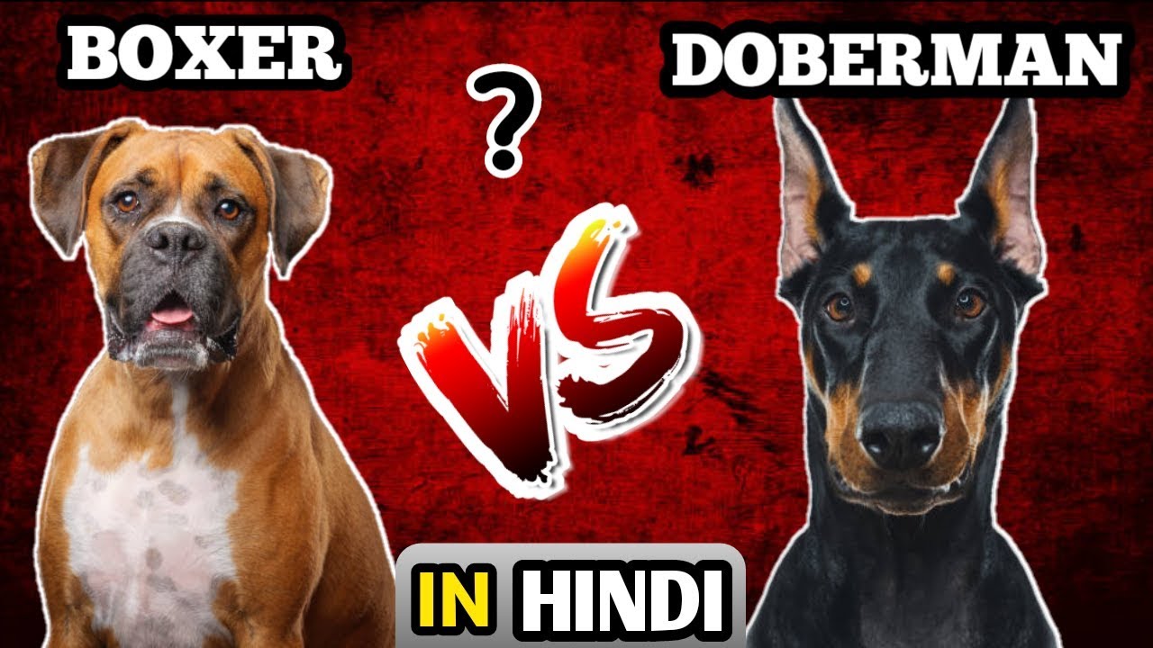 Boxer vs Doberman / In Hindi / Boxer Vs Doberman pinscher which is best