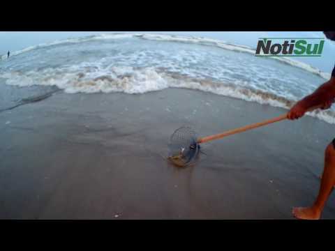 Pesca de Siri na beira da praia - Laguna/SC