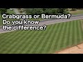 What's the Difference Between CRABGRASS and BERMUDA?