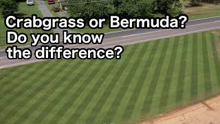 What's the Difference Between CRABGRASS and BERMUDA?