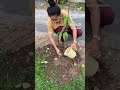 Van Mahotsav …Moringa, Amla, Papaya, Ashoka, hedge, list is long...till late night, thank you🌍🧚♂️