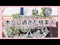 多肉植物]木立し過ぎた桃美人丸刈り〜^_^1人になった私の戯言 - YouTube