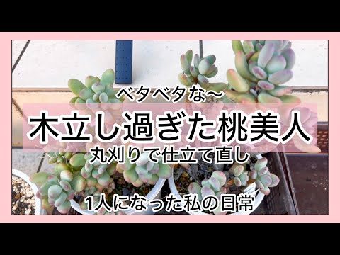 まぁるく可愛い⭐️桃美人⭐️ 木立中 多肉 抜き苗 ピンク 多肉植物]木立し過ぎた桃美人丸刈り〜^_^1人になった私の戯言 - YouTube