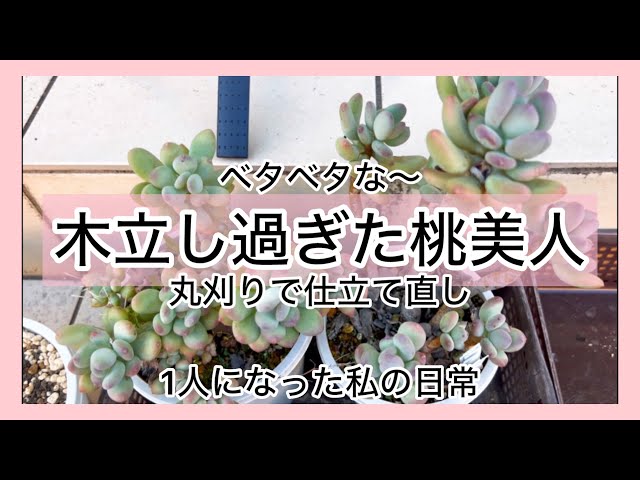 まぁるく可愛い⭐️桃美人⭐️ 木立中 多肉 抜き苗 ピンク 多肉植物]木立し過ぎた桃美人丸刈り〜^_^1人になった私の戯言 - YouTube