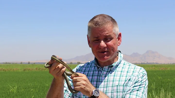 Giant Garter Snake in Colusa County