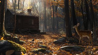 Enchanting Forest Walk: Immerse Yourself in Nature with Relaxing Music in 4K