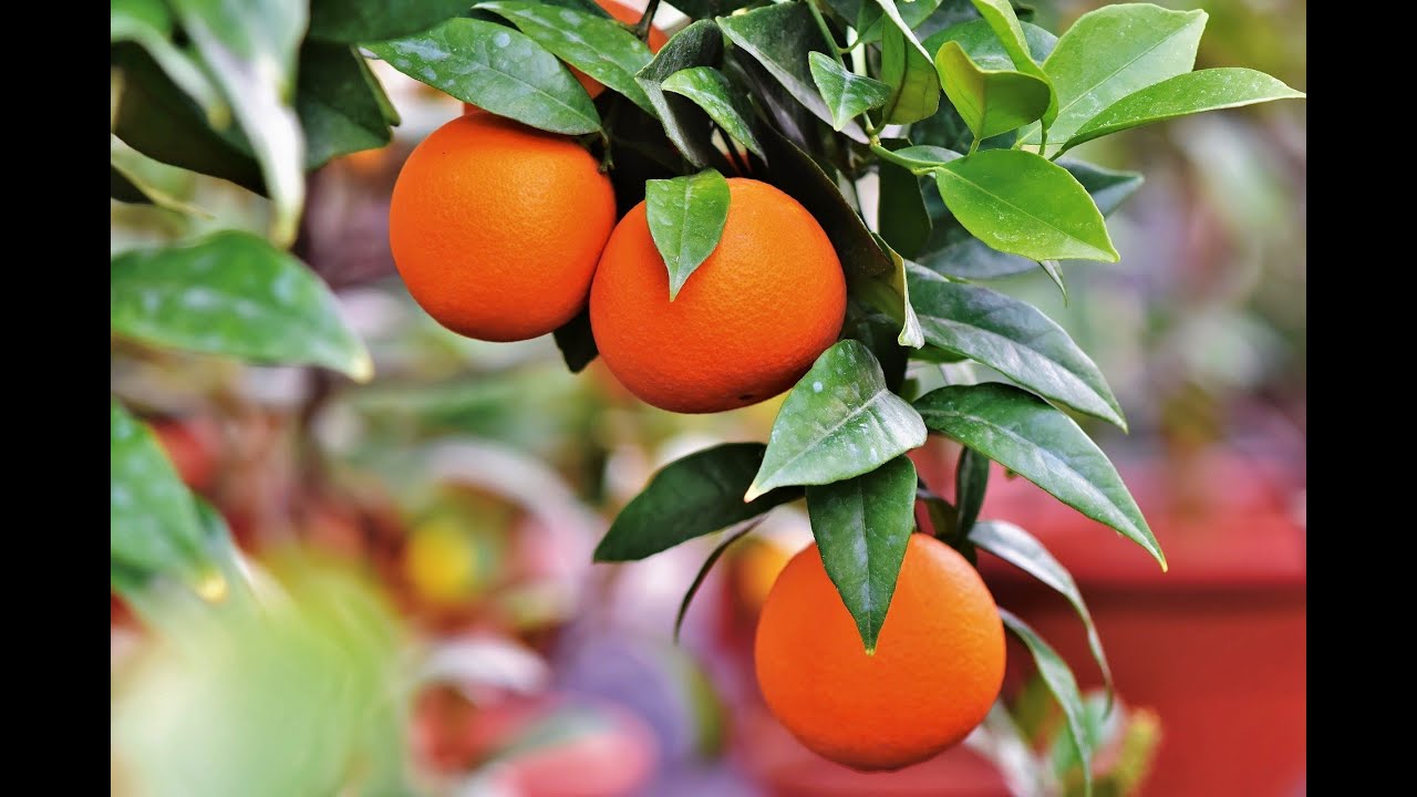 Watch World’s Best Soothing Music With Wonderful Fruits Restore Your Inner Peace (1080p) on YouTube Watch World’s Best Soothing Music With Wonderful Fruits Restore Your Inner Peace (1080p) on YouTube