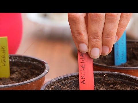 Video: Bergenian siementen kylvö – opi kylvämään bergenian siemeniä