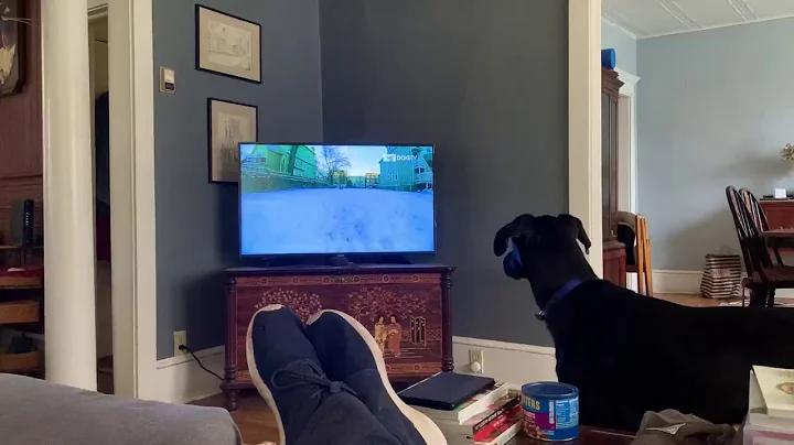 Where did the dog go?