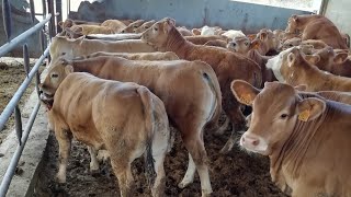 من احد مزارعنا عجل 300/350kg اجود السلالات calves from Spain