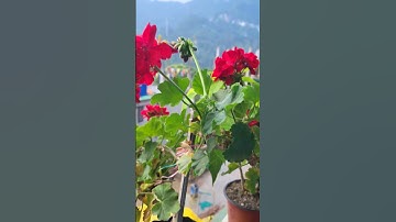 Thumbnail of #song #love #flowers #viewsforviews