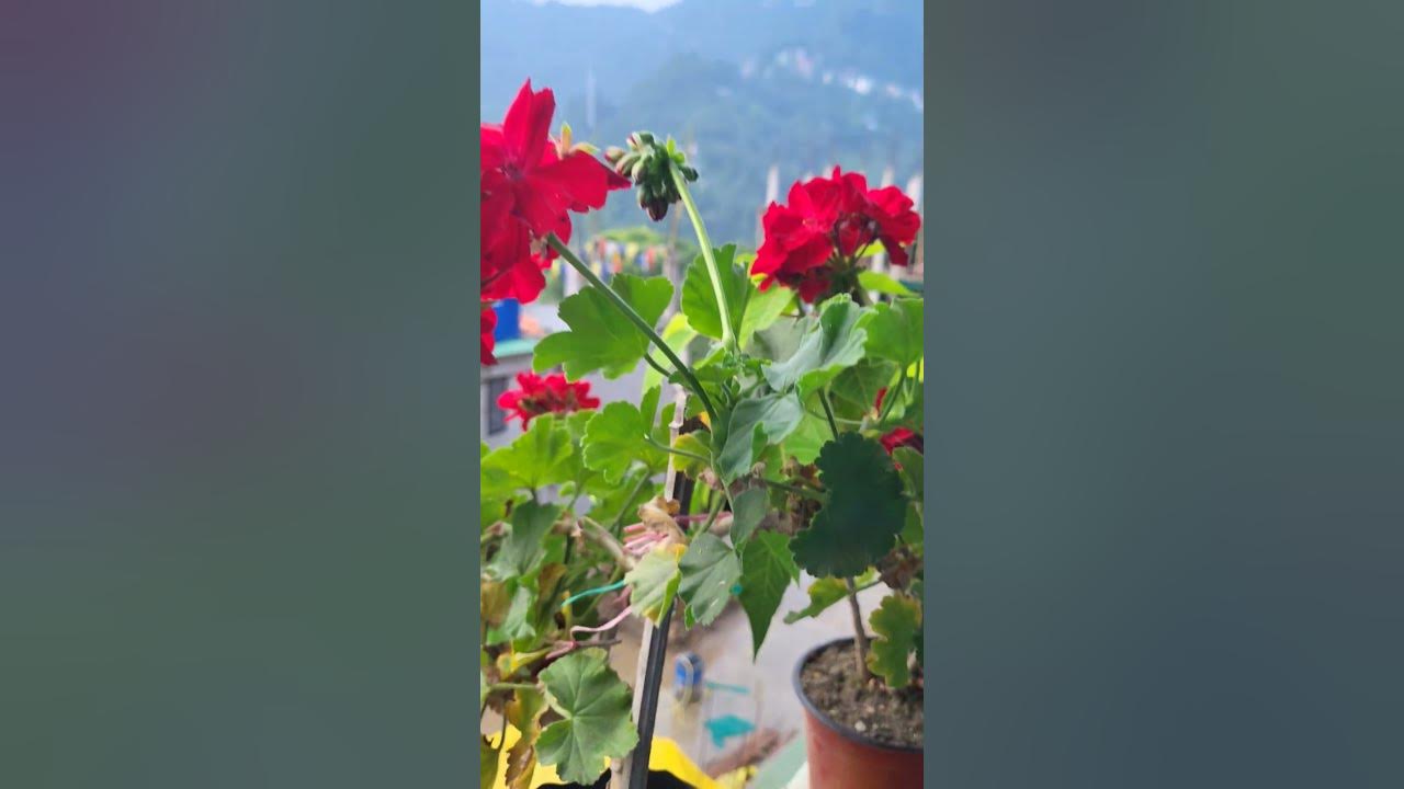 #song #love #flowers #viewsforviews #song #love #flowers #viewsforviews