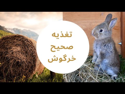 تصویری: آیا خرگوش ها ریحان می خورند؟