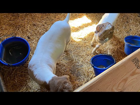 Video: Pet Pygmy Goat Care e costruzione di una penna di capra