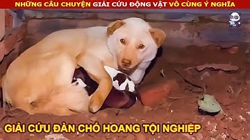 Chàng Trai tốt bụng giải cứu chó mẹ cùng 5 chú chó con dễ thương || Review Con Người Và Cuộc Sống
