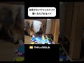 会話ボタンでシェルティに飼いならされるパパ #shorts