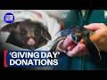 New medical facility for treating Australian wildlife to open | 9 News Australia