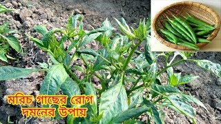 মরিচ গাছের পাতা হলুদ হয়ে গেলে কি করবেন।মরিচ গাছের রোগ পোকা দমন পদ্ধতি