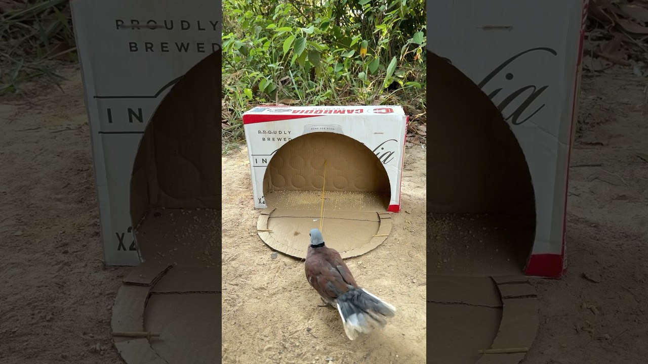 Experiment bird trap using cardboard with hole 