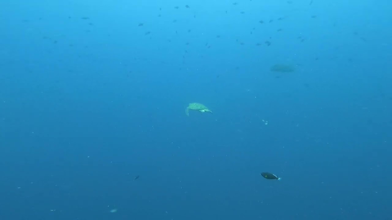 Sipadan Flying Turtle and humphead wrasse 