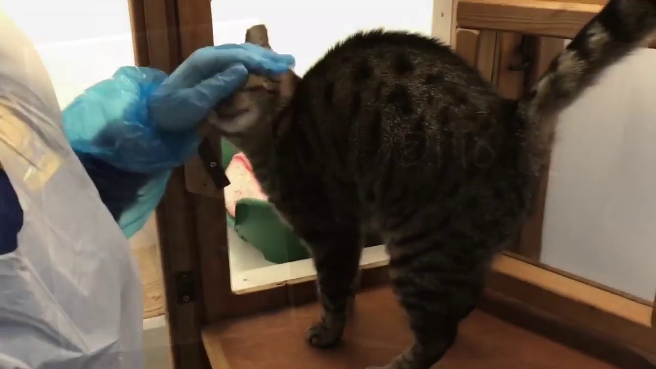 Cats Protection Derby AC Orio YouTube