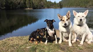 Dog Athletics With Team Terrier