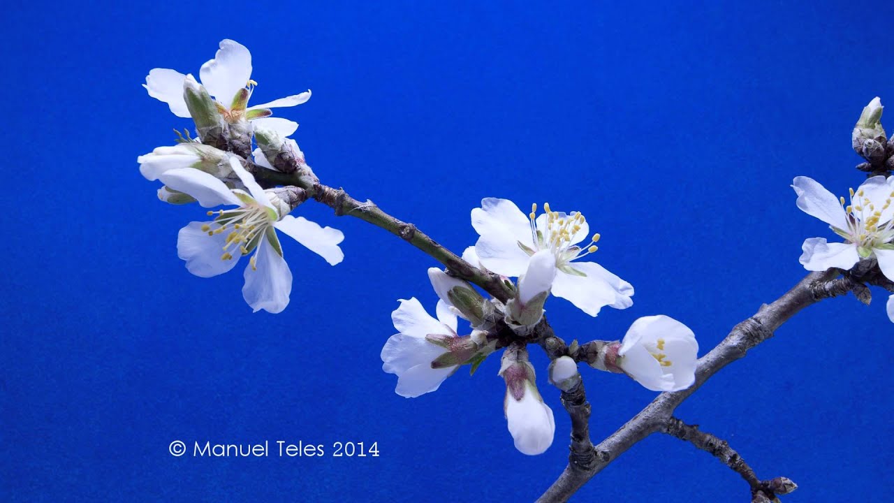 Almond blossom - YouTube