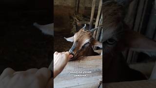Гердочка у меня маленькая девочка, приходится и нос вытирать ещё.🤣 #village #goat #farmlife #animals