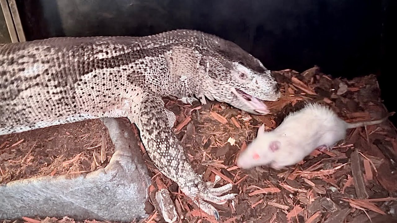 POV You Use Ray Ban Camera Glasses to Live Feed YouTube